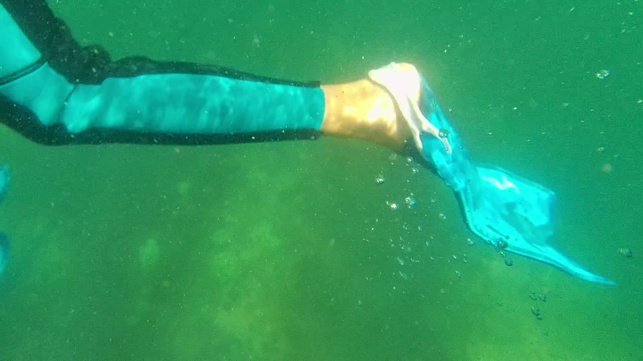 At the start of the Cabo Pulmo clip, wetsuit-covered legs and bright blue swim fins cross the green underwater frame, with no visible face or identifiable person.