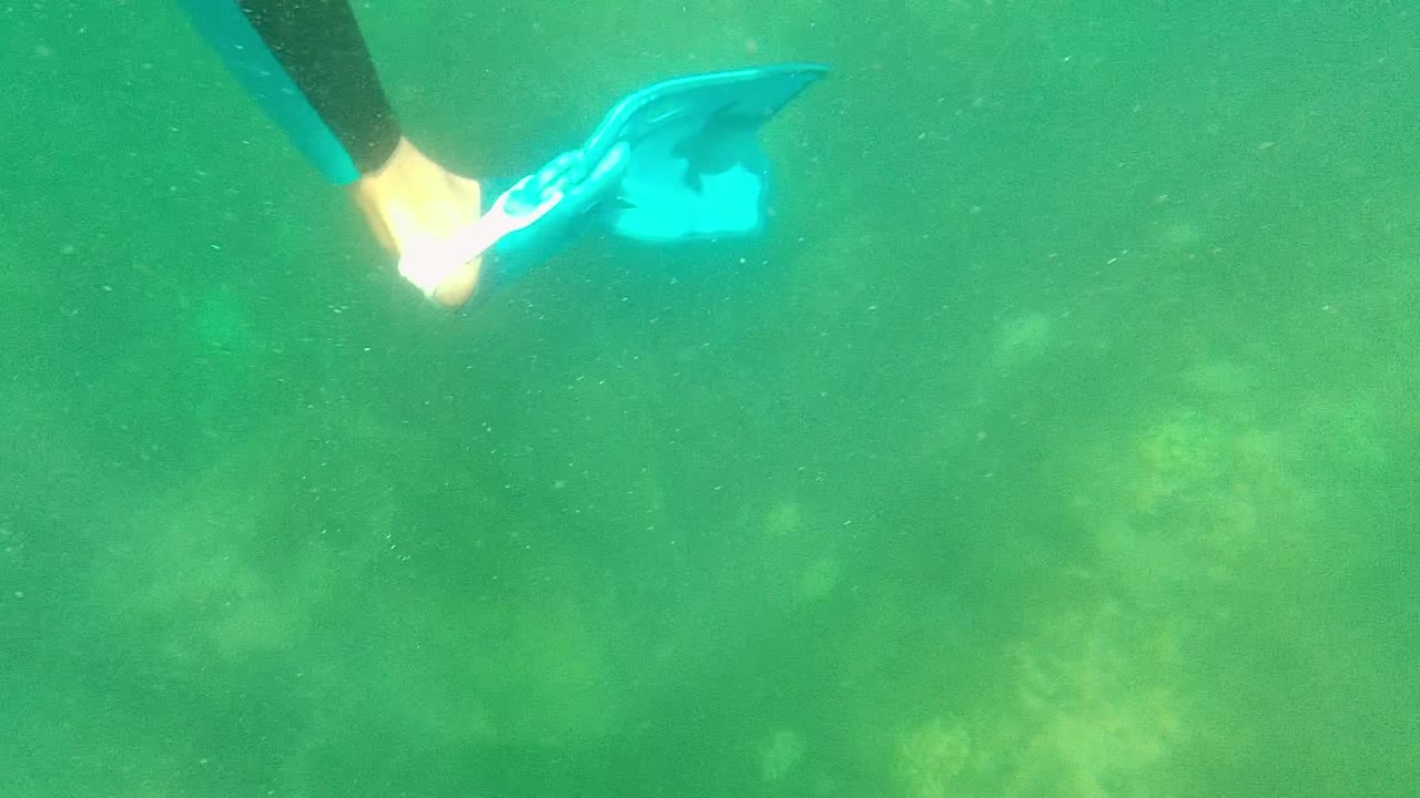 Blue fin and swimmer foot near the top of green water
