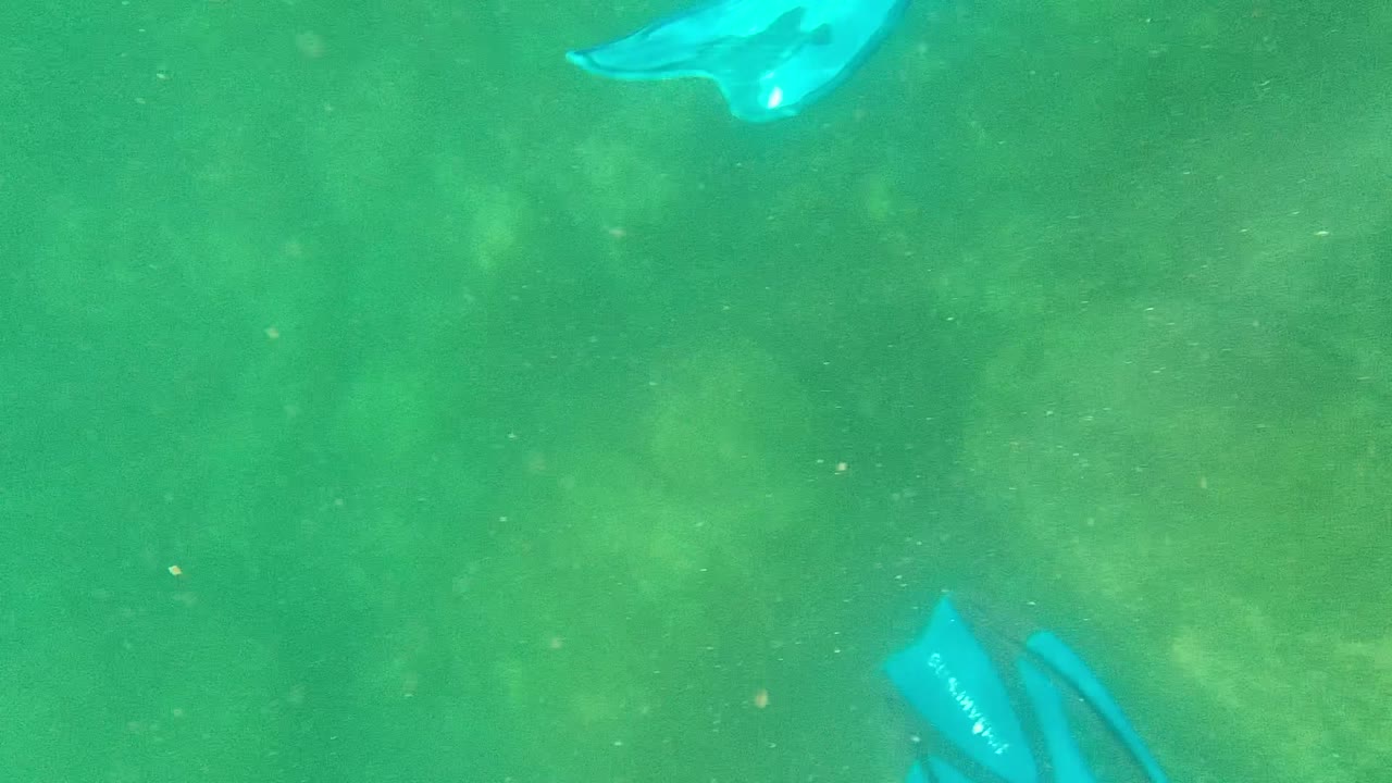 Blue swim fins appear only at the far right edge of the Cabo Pulmo underwater frame, leaving most of the view as open green water with soft mottled background shapes.