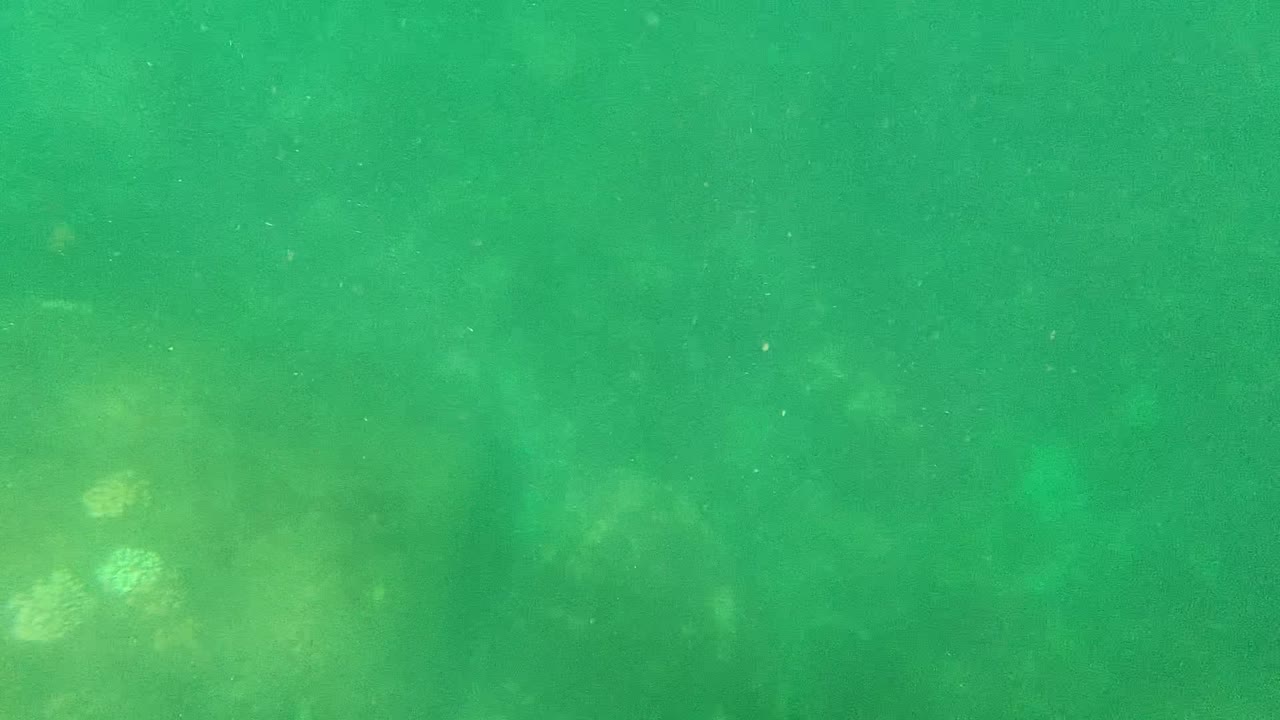 Murky green underwater view in Cabo Pulmo, Mexico, with soft rocky seabed shapes below, suspended particles in the water, and no visible people.