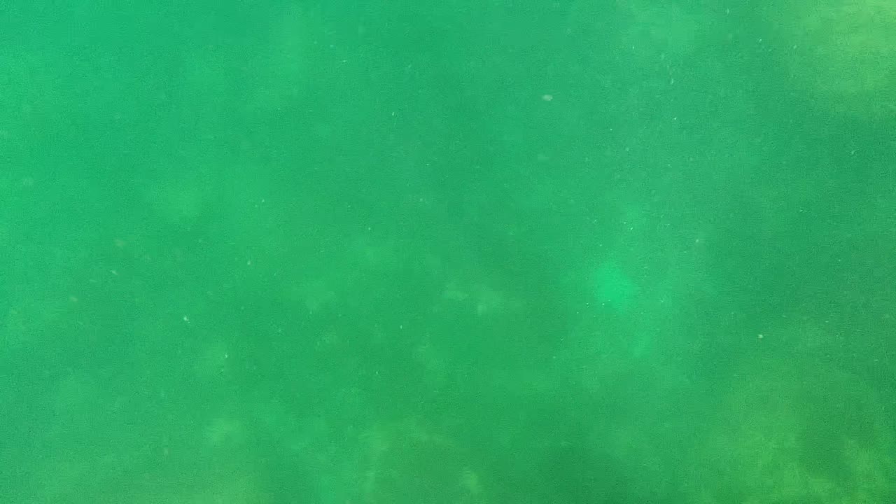 Underwater Cabo Pulmo frame with small particles across green water and a faint rocky bottom visible through the murk, with no visible people.