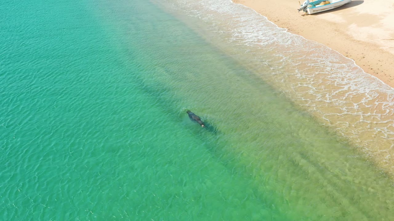 Overhead view of shallow turquoise water at Los Frailes, Los Cabos, with a dark swimmer shape below the surface near the diagonal sandy shoreline and no recognizable people visible.