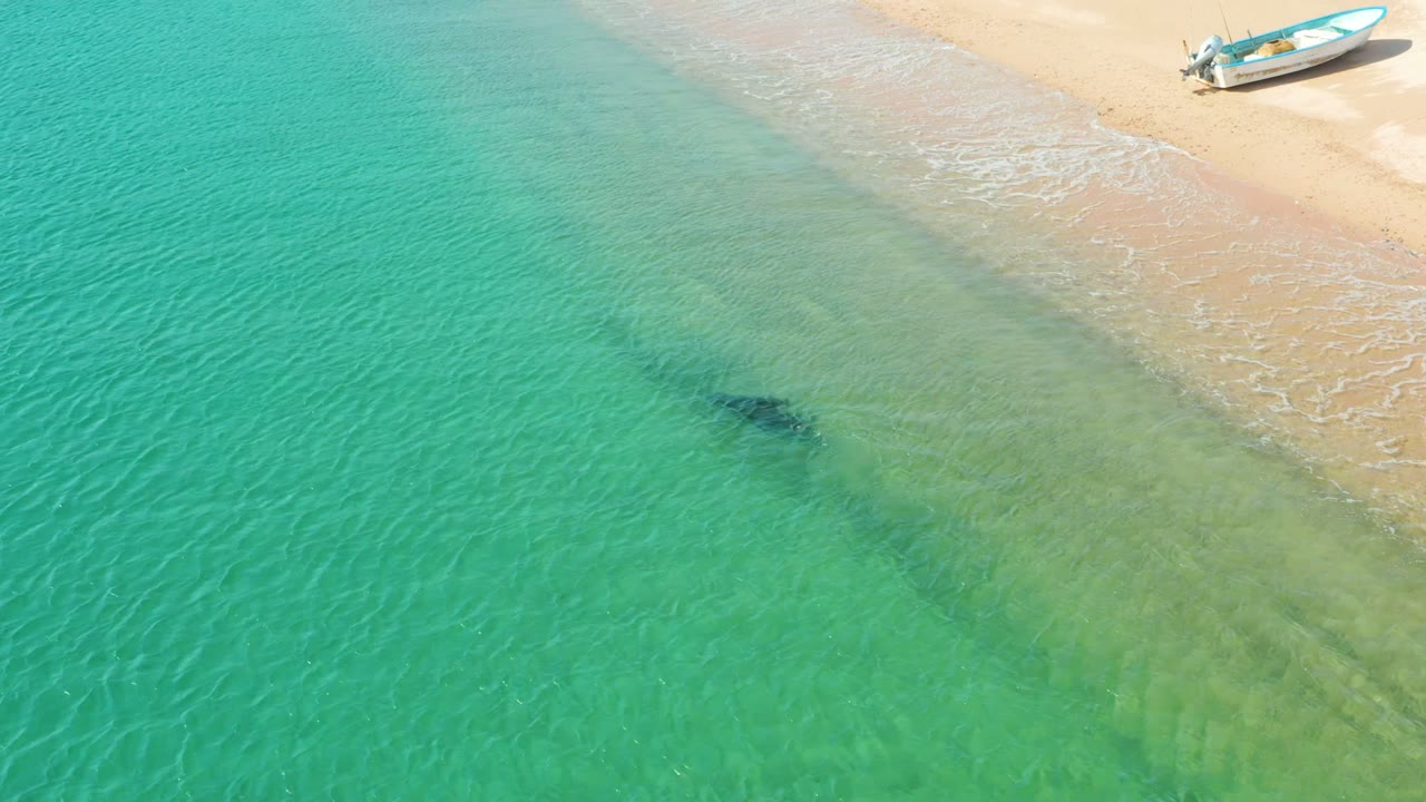 High aerial view at Los Frailes with the dark swimmer shape slightly farther along the clear green-turquoise shallows, a thin white wave line, and the small boat near the upper-right beach.