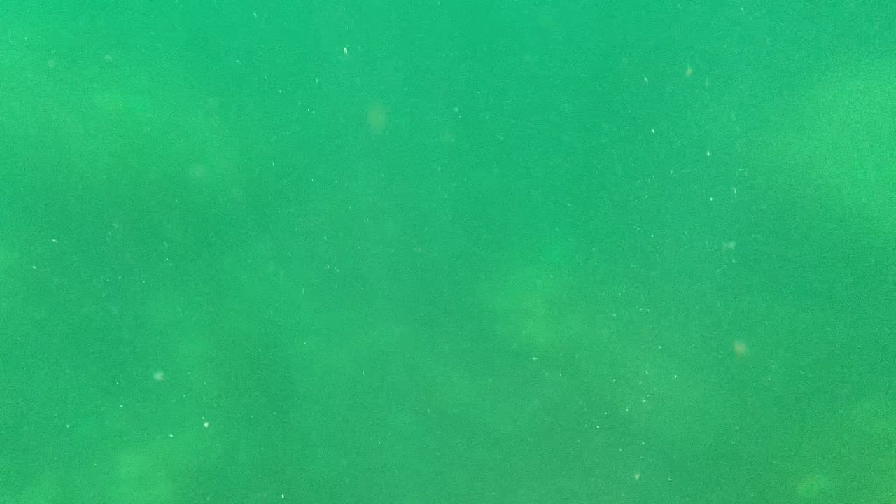 Green underwater frame from Cabo Pulmo with murky water, scattered floating particles, faint seafloor detail, and no visible people at the start of the clip.