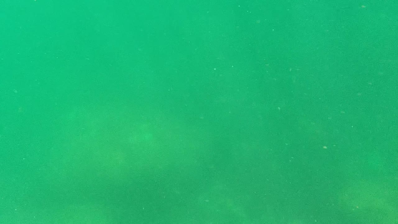 Murky green water over a faint ocean floor with particles in the frame.