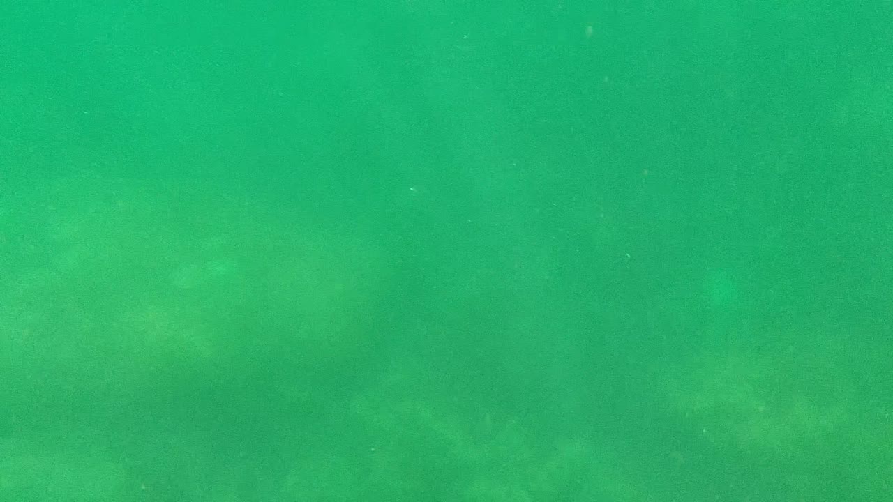 Underwater Cabo Pulmo frame where a muted darker shape begins to register near the sea floor through green, hazy water, with no visible people.