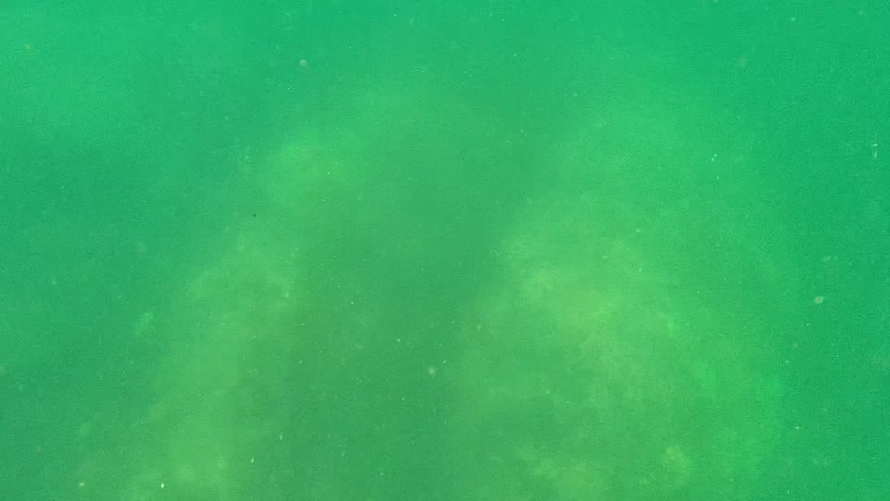 Stingray form moving through green water above a sandy bottom.