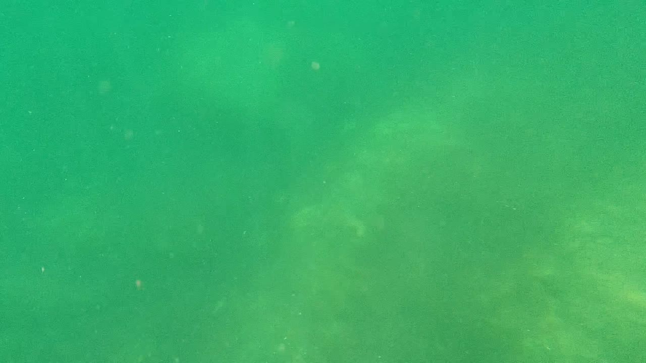 A low-contrast stingray blends into the sandy ocean floor in Cabo Pulmo, with green murky water and no visible people in the frame.