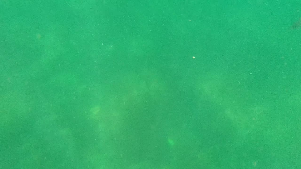 Open green underwater view in Cabo Pulmo with fine particles across the frame and no visible people.