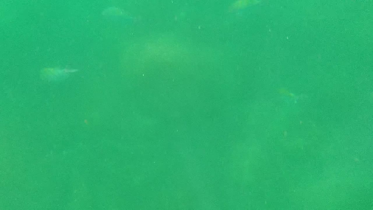 Small fish move through green water above dim rocks.