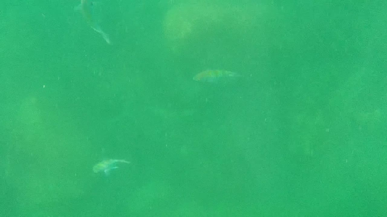 At 0:02, pale small fish appear against a green underwater field with low-contrast seabed texture and no visible people.