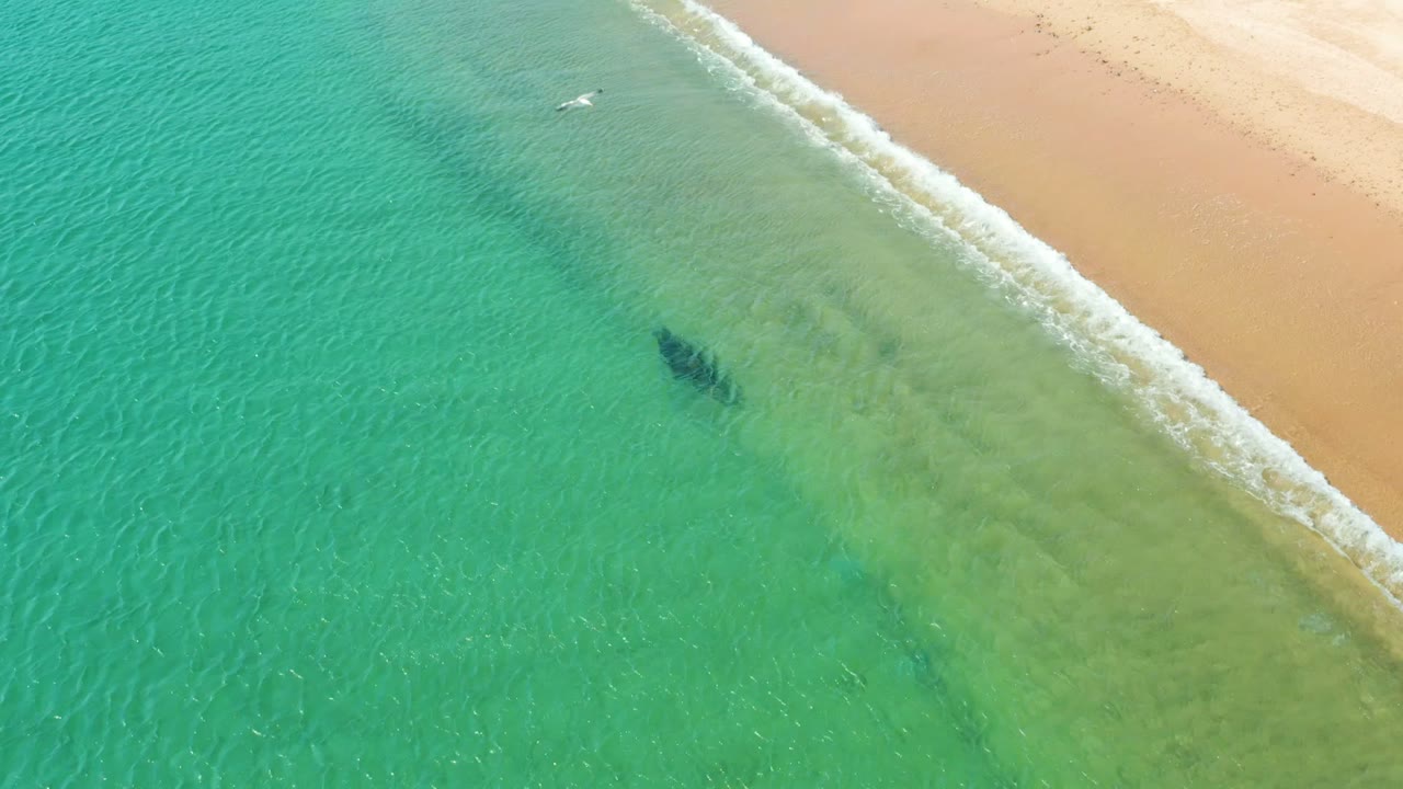 Los Frailes beach seen from above with turquoise water filling most of the frame, pale sand along the right edge, light surf, a dark object in the shallows, and a small white seagull near the upper waterline, with no visible people.