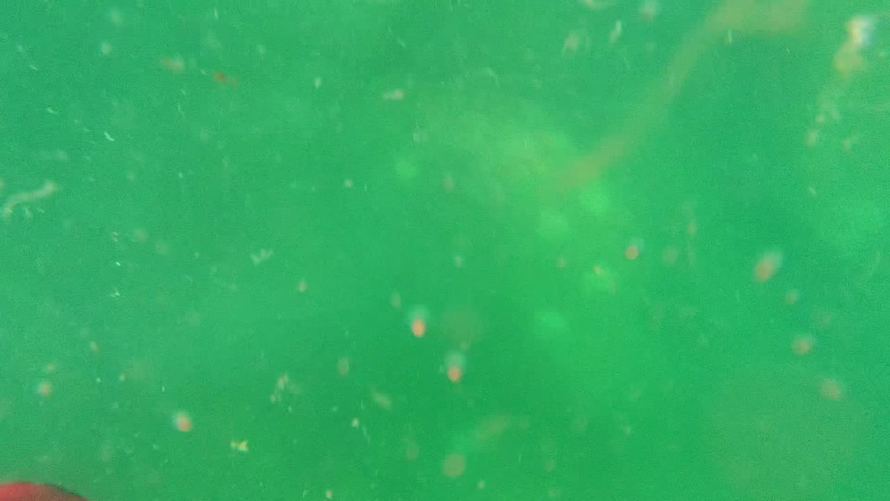Murky green underwater view in Cabo Pulmo with suspended particles and faint fish shapes in the distance, no visible people.