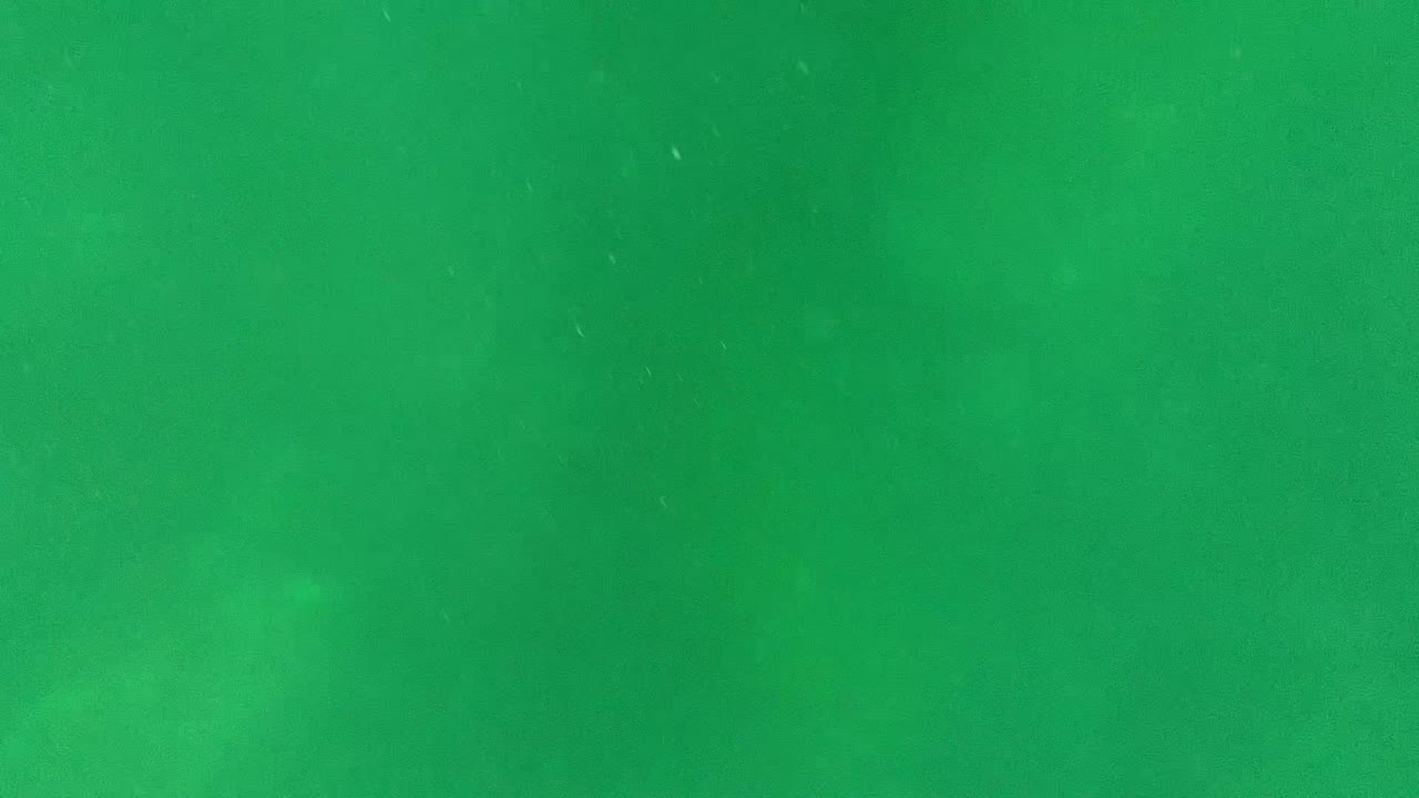 Green shallow water fills the frame.