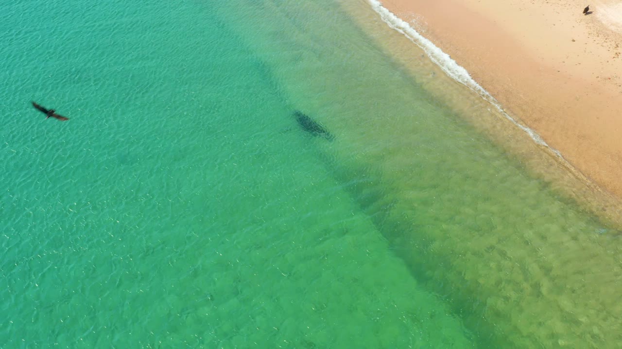 A dark bird flies over clear turquoise water beside the sandy shoreline at Los Frailes, Baja California Sur, with no visible people.