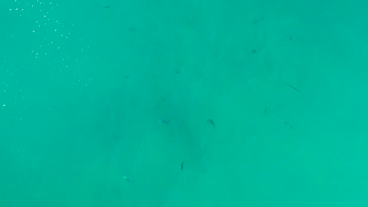 At La Fortuna in Baja California Sur, clear turquoise water fills the frame with tiny fish scattered through the scene, bubbles rising at the left, and no visible people.