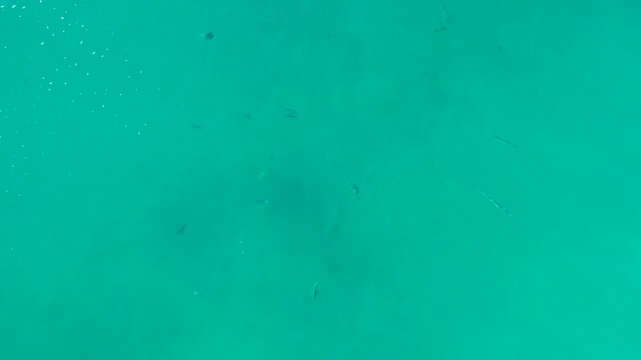 Small fish suspended in turquoise water with bubbles near the top left.