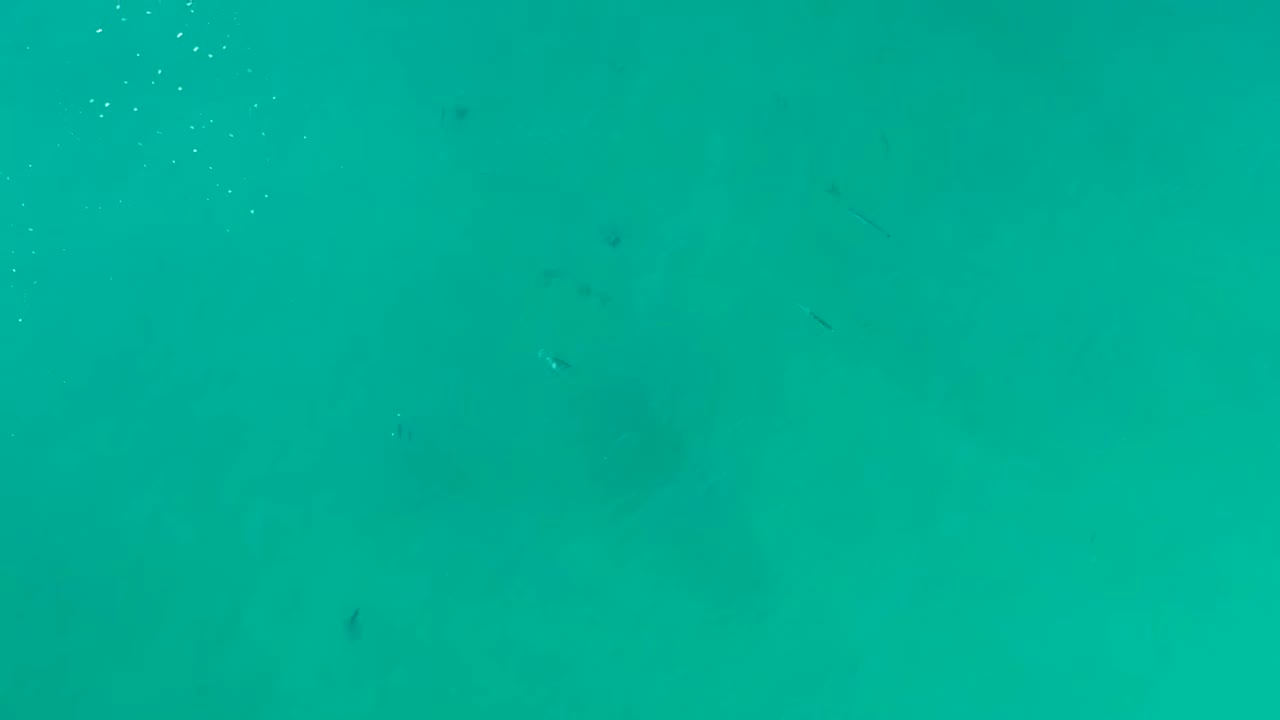 Small fish appear as dark shapes in clear turquoise ocean water at La Fortuna, Baja California Sur, with no visible people.