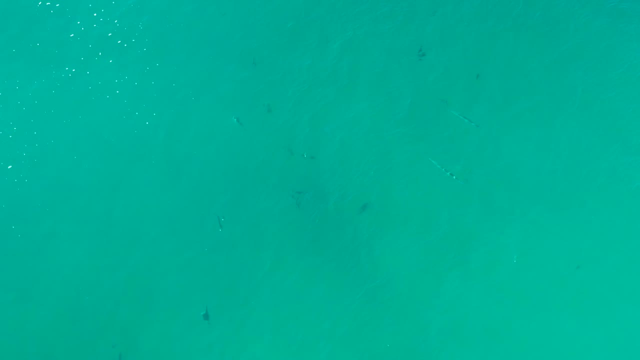 Scattered fish below clear turquoise water