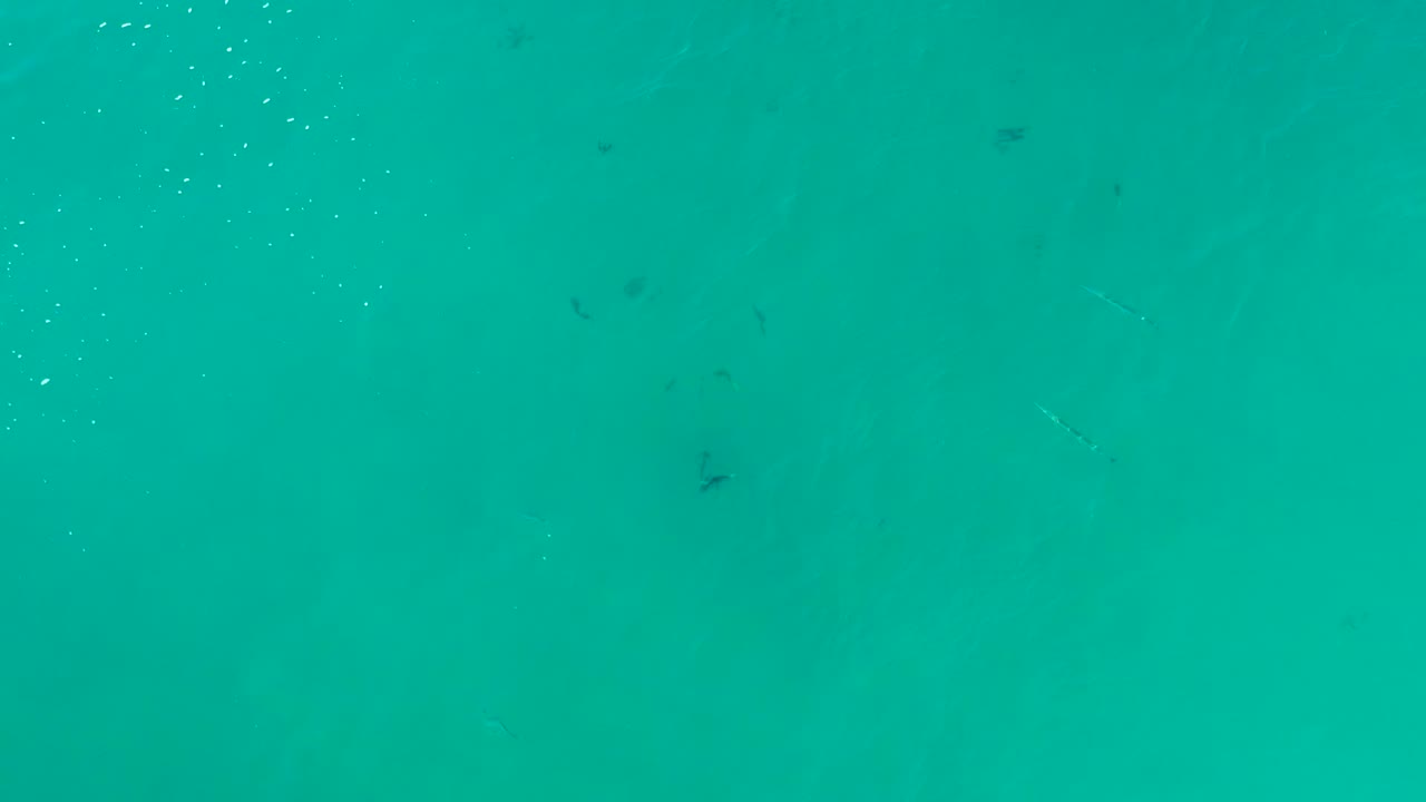Tiny fish shapes are spaced across calm blue-green ocean water in La Fortuna, Baja California Sur, with no shoreline, boats, or visible people.