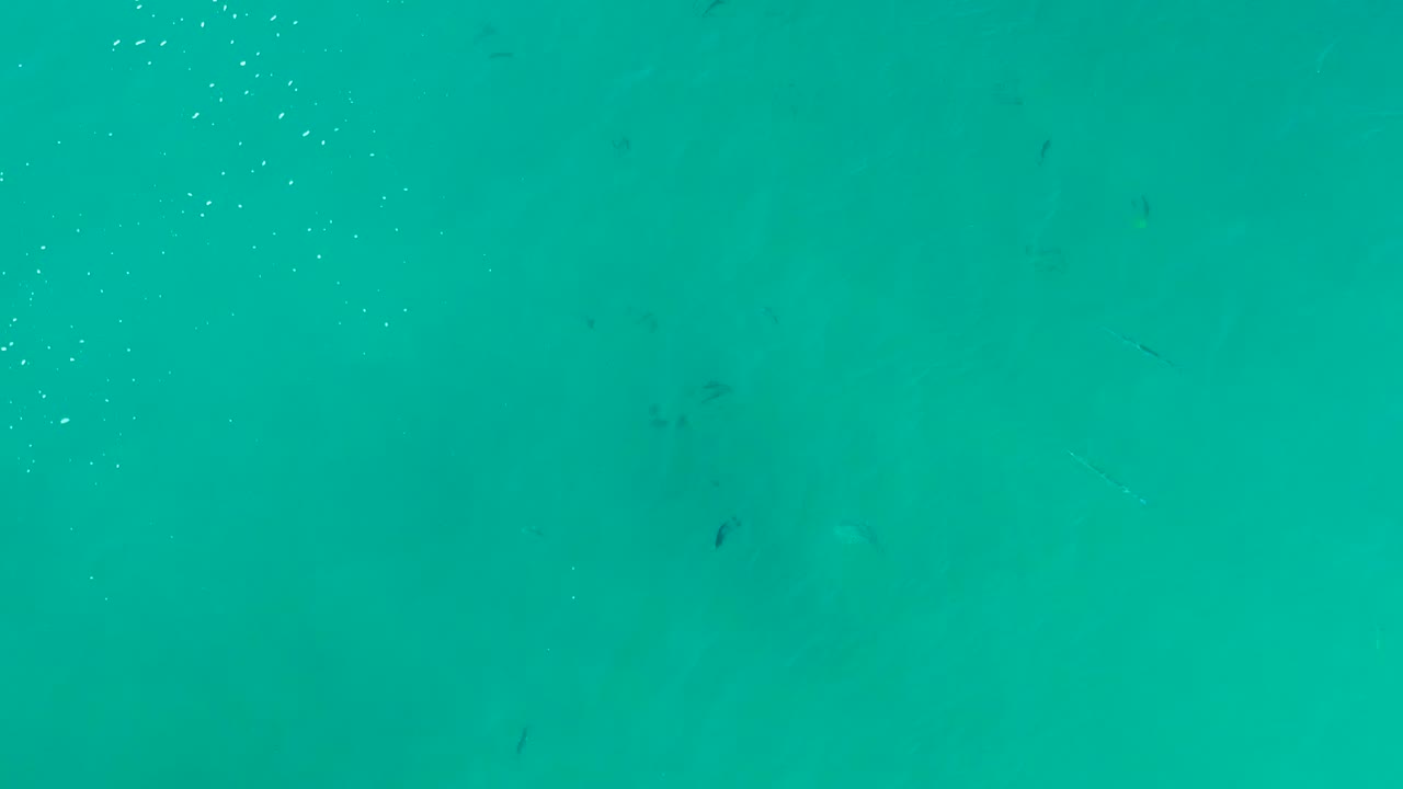 Small fish and surface sparkles in turquoise water