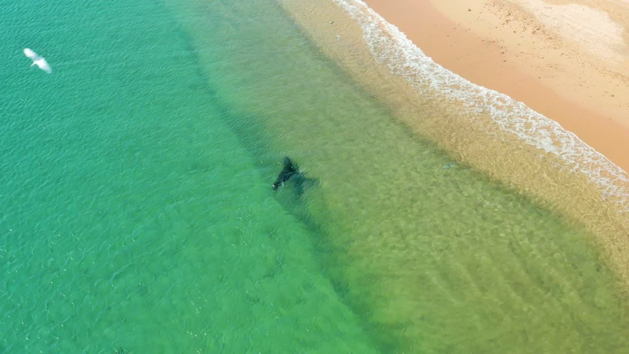 Clear shallow water beside sand with a distant person and white seagull.
