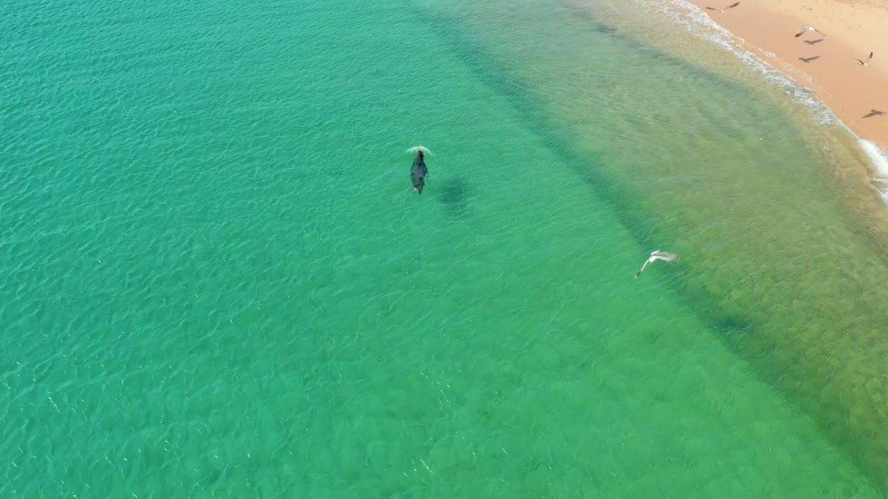 Overhead aerial frame at Los Frailes Los Cabos shows one person in shallow turquoise water near the sandy shoreline, with seagulls crossing the water and beach edge.