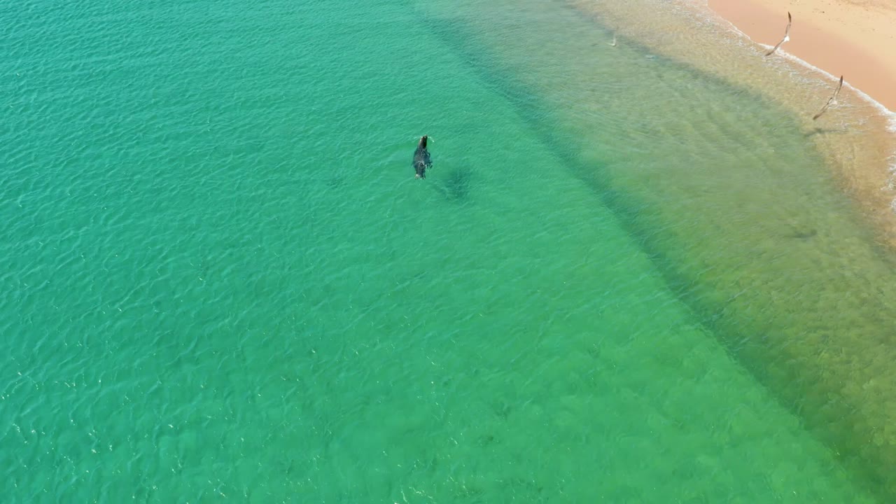 Person wading alone in turquoise coastal water with sandy beach at the upper edge.
