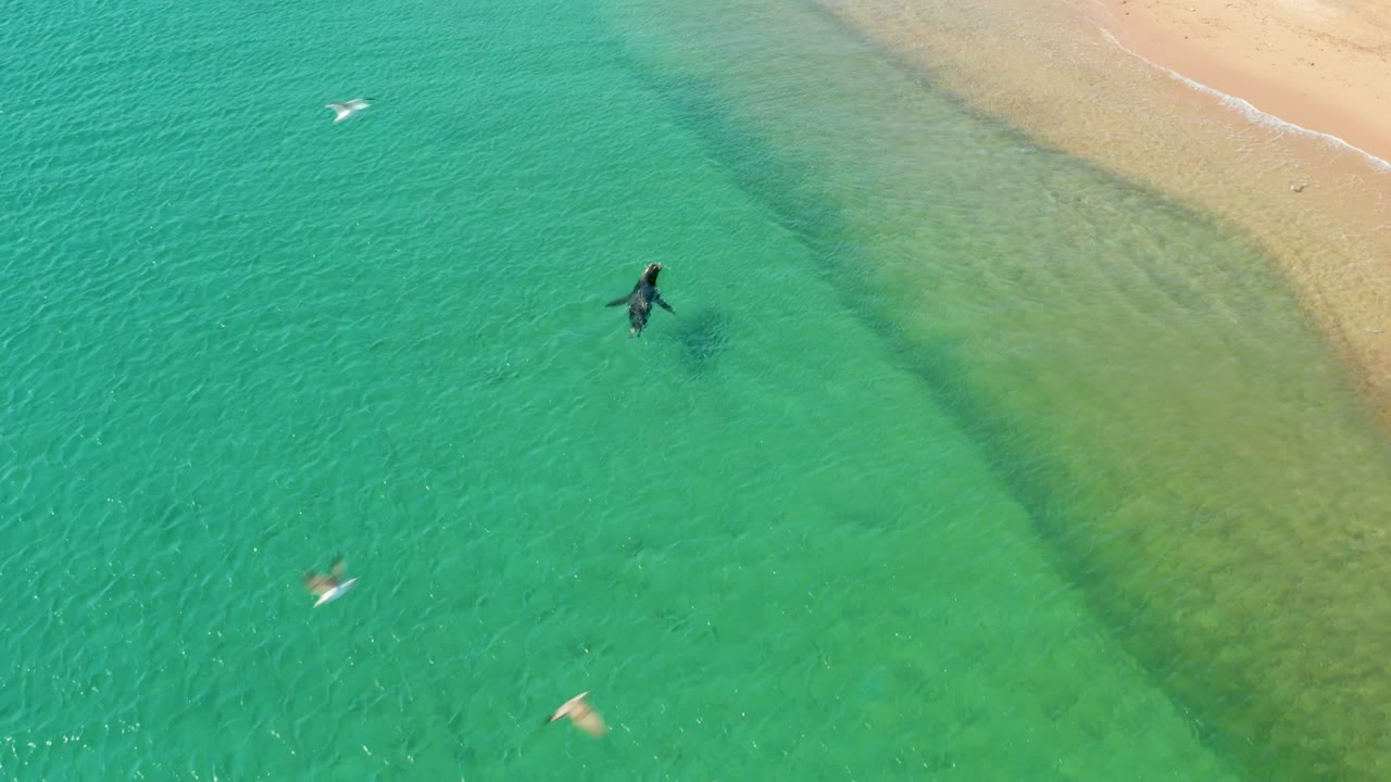 At 0:02, one person wades through the green-turquoise shallows at Los Frailes Los Cabos as several seagulls pass low over the water and sand remains visible at the top right.