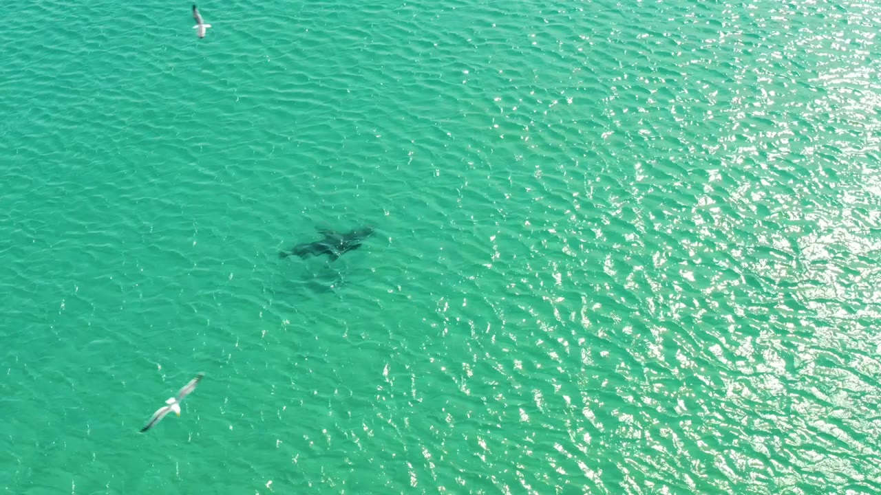 At Los Frailes, Los Cabos, a dark shark shape is visible beneath turquoise rippled water while two seagulls cross the frame and no people are visible.