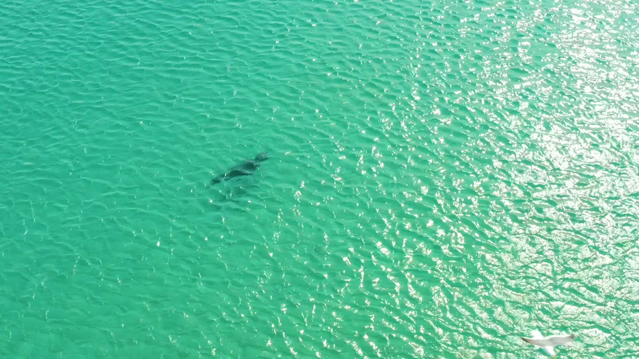 Shark shape below bright turquoise water with a seagull near the lower edge.