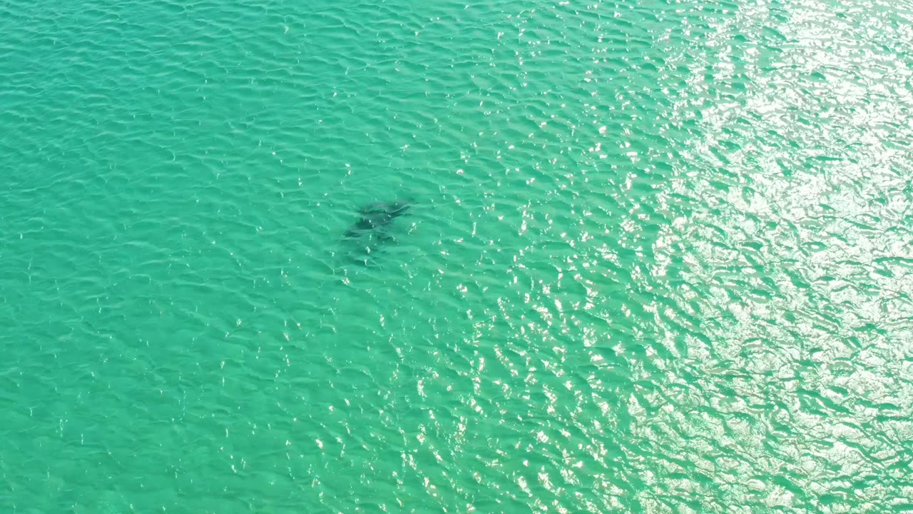 At Los Frailes, Los Cabos, a dark shark silhouette sits below the rippled turquoise water with bright sun texture across the surface and no visible people.