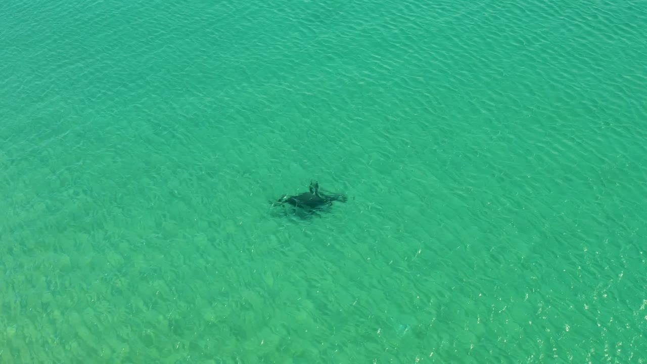A manta ray appears as a dark shape below clear turquoise water at Los Frailes, Los Cabos, with no visible people in the frame.