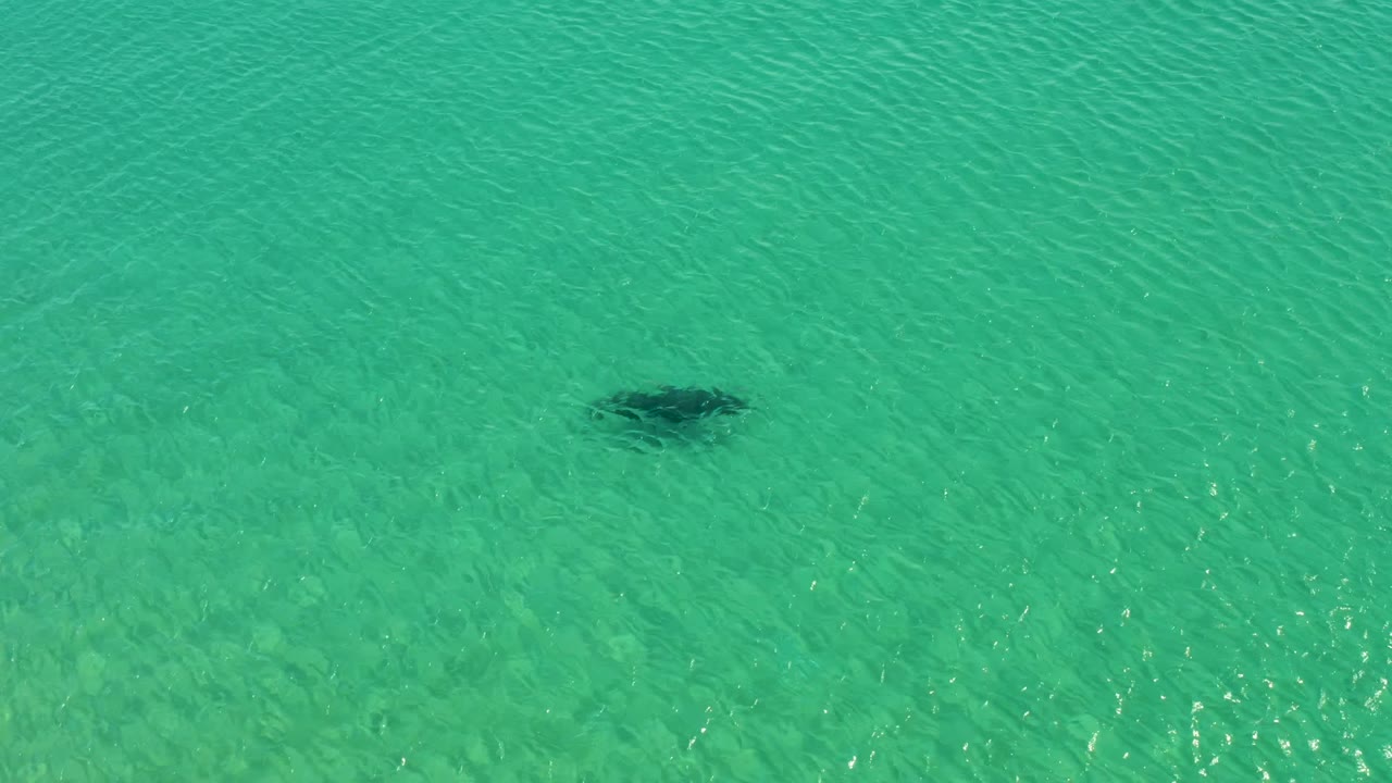 Manta ray gliding under rippled turquoise water.