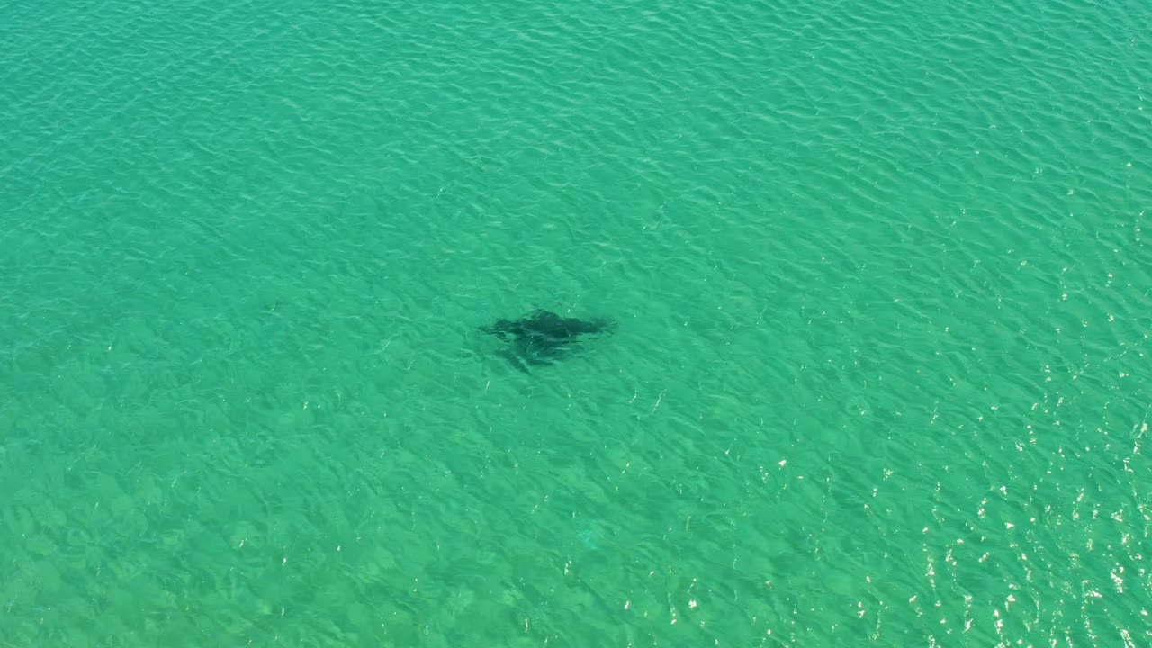 A dark manta ray silhouette remains visible below the turquoise surface, with fine ripples and faint seabed color at Los Frailes, Los Cabos, and no visible people.