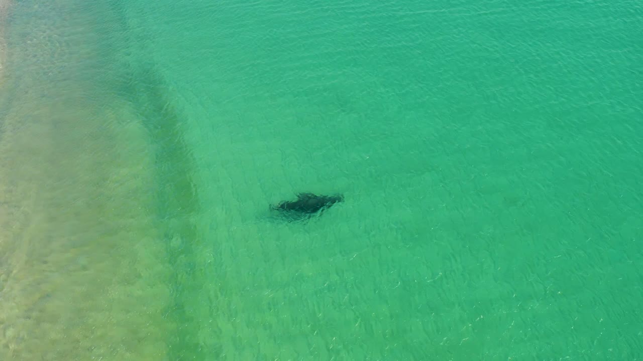 Overhead view at Los Frailes Los Cabos of a dark marine animal in clear turquoise shallows, with sandy seabed texture visible and no visible people.