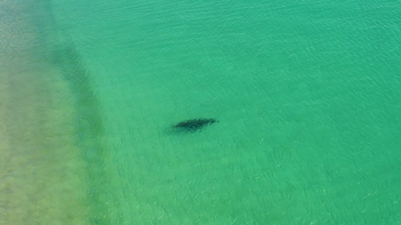 Marine animal slightly farther right in clear turquoise shallows.