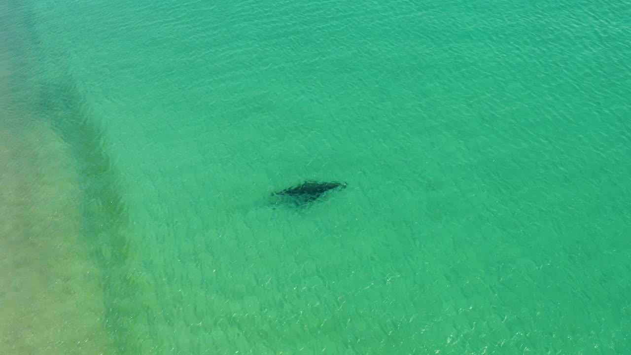 Aerial frame from Los Frailes Los Cabos showing the marine animal near the upper center of clear green-blue shallows, with rippled surface texture and no visible people.