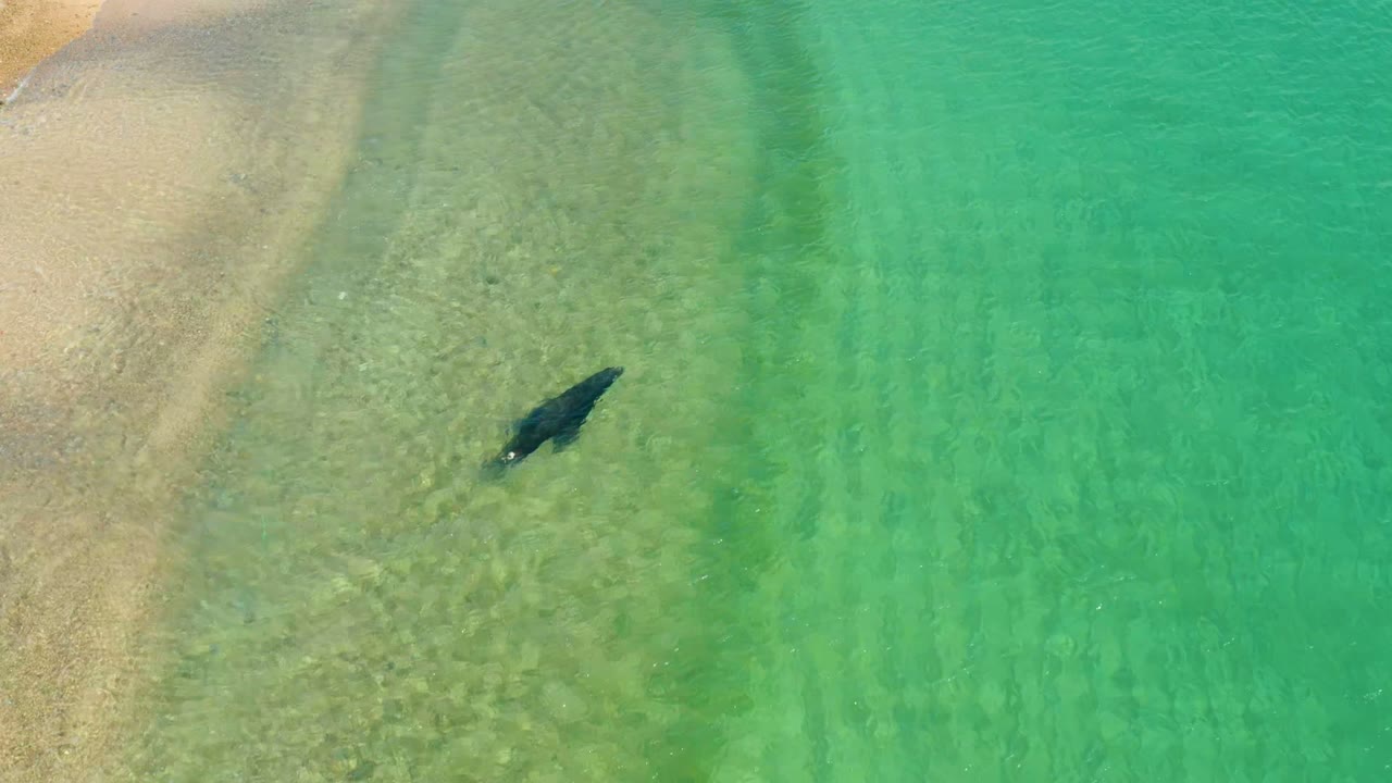 A dark shark swims near the sandy shallows at Los Frailes, Los Cabos, with clear turquoise water and no visible people.