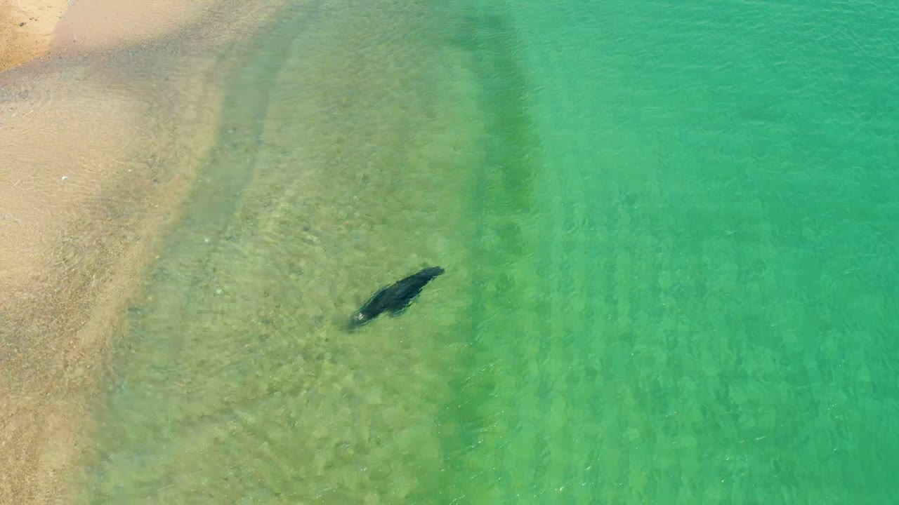 Shark gliding over pale seabed in clear water