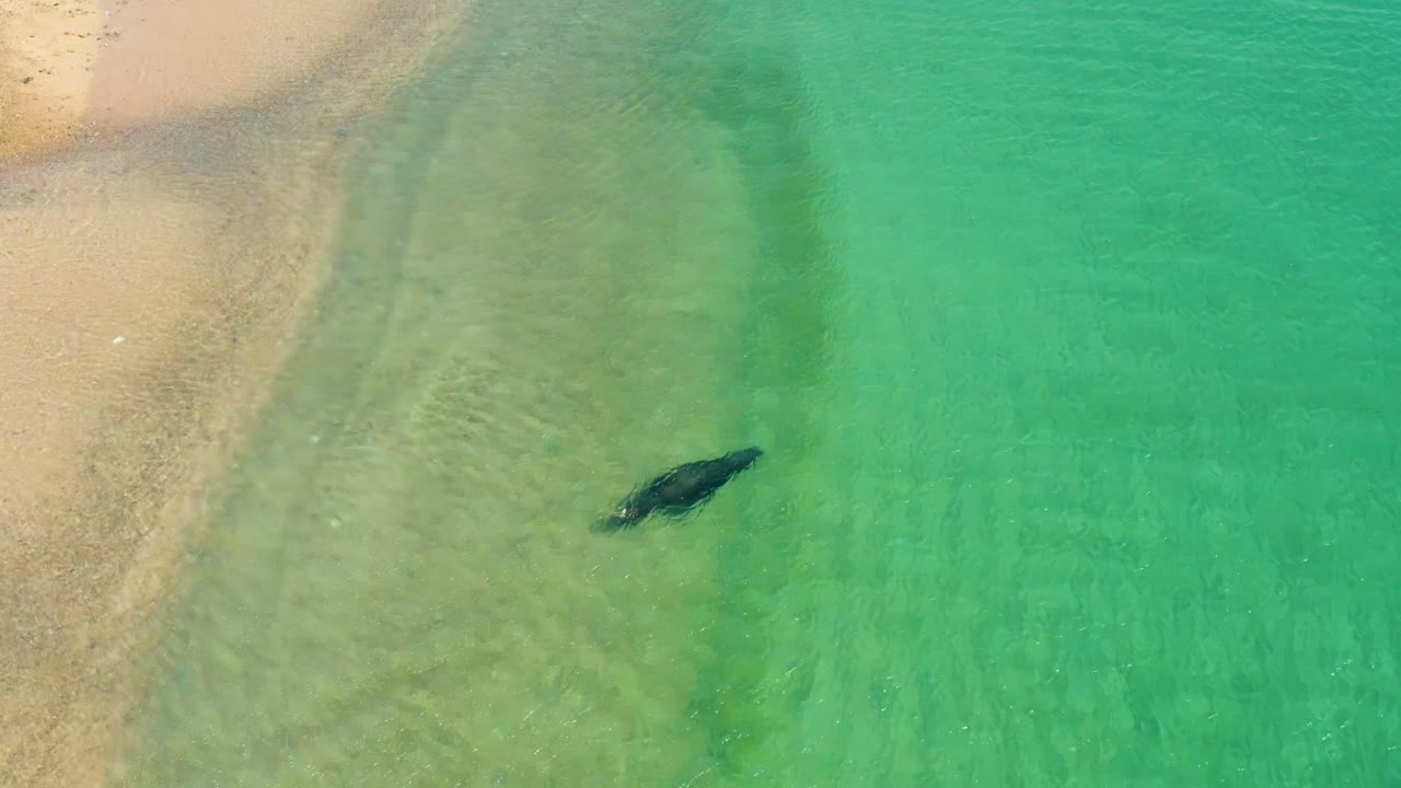 The shark continues rightward through green-turquoise coastal water at Los Frailes, with sand and darker underwater bands behind it and no visible people.