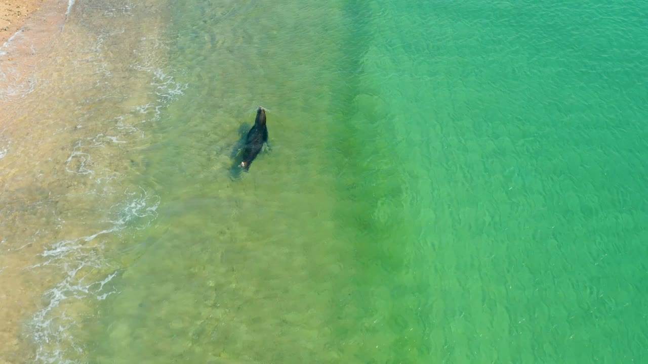 Overhead view of a seal swimming just off the sandy shore at Los Frailes Los Cabos, Baja California Sur, with clear green water and no visible people.