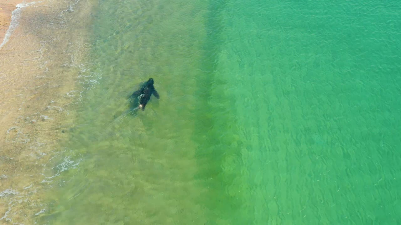 Seal moving through clear water beside beach edge