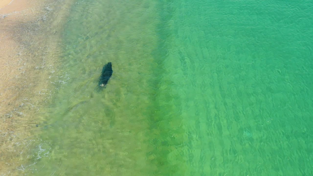 The seal appears in shallow green-turquoise coastal water near the left-side shoreline at Los Frailes Los Cabos, with faint wave texture and no visible people.