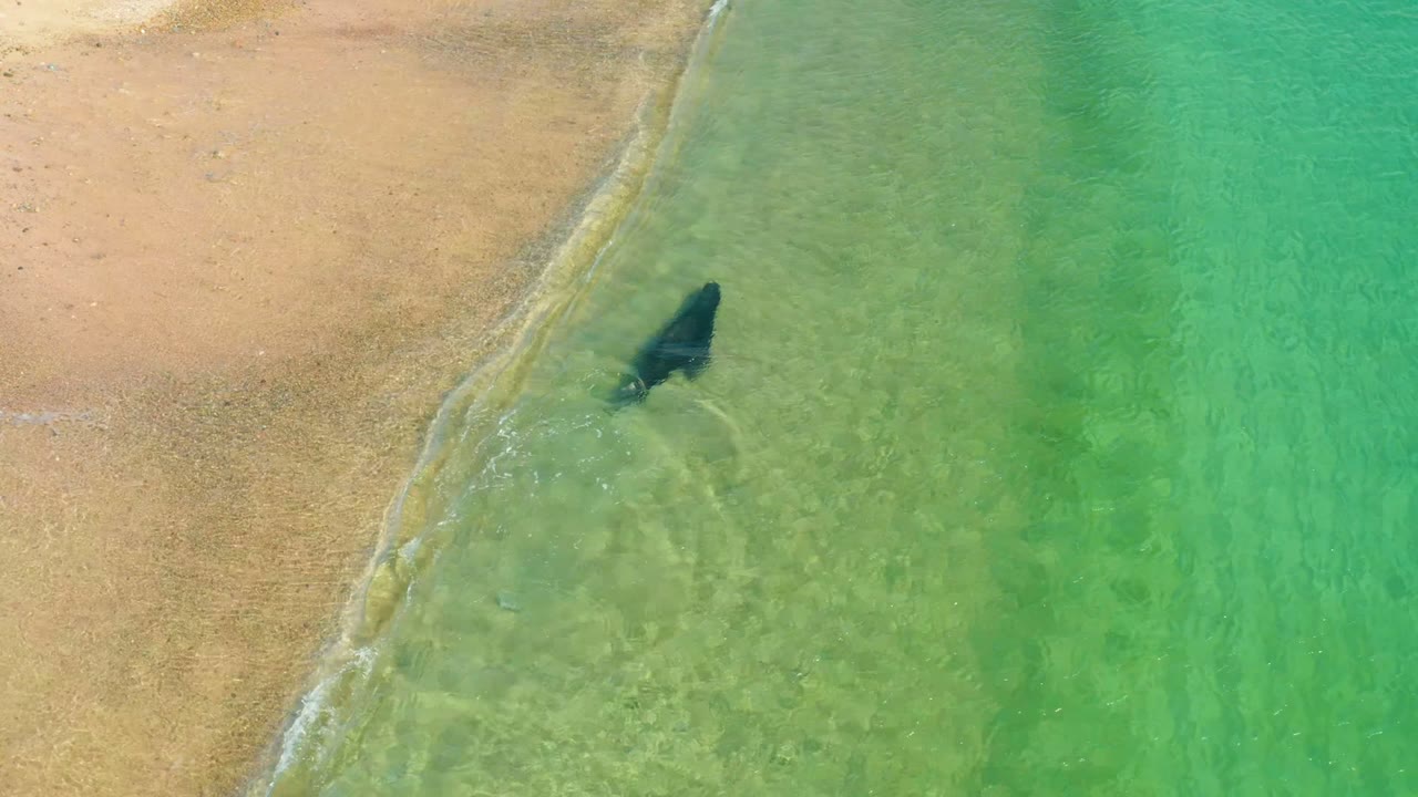 A dark marine animal swims near the sandy edge of Los Frailes, Los Cabos, in clear green-turquoise water with faint ripples trailing behind it and no visible people.