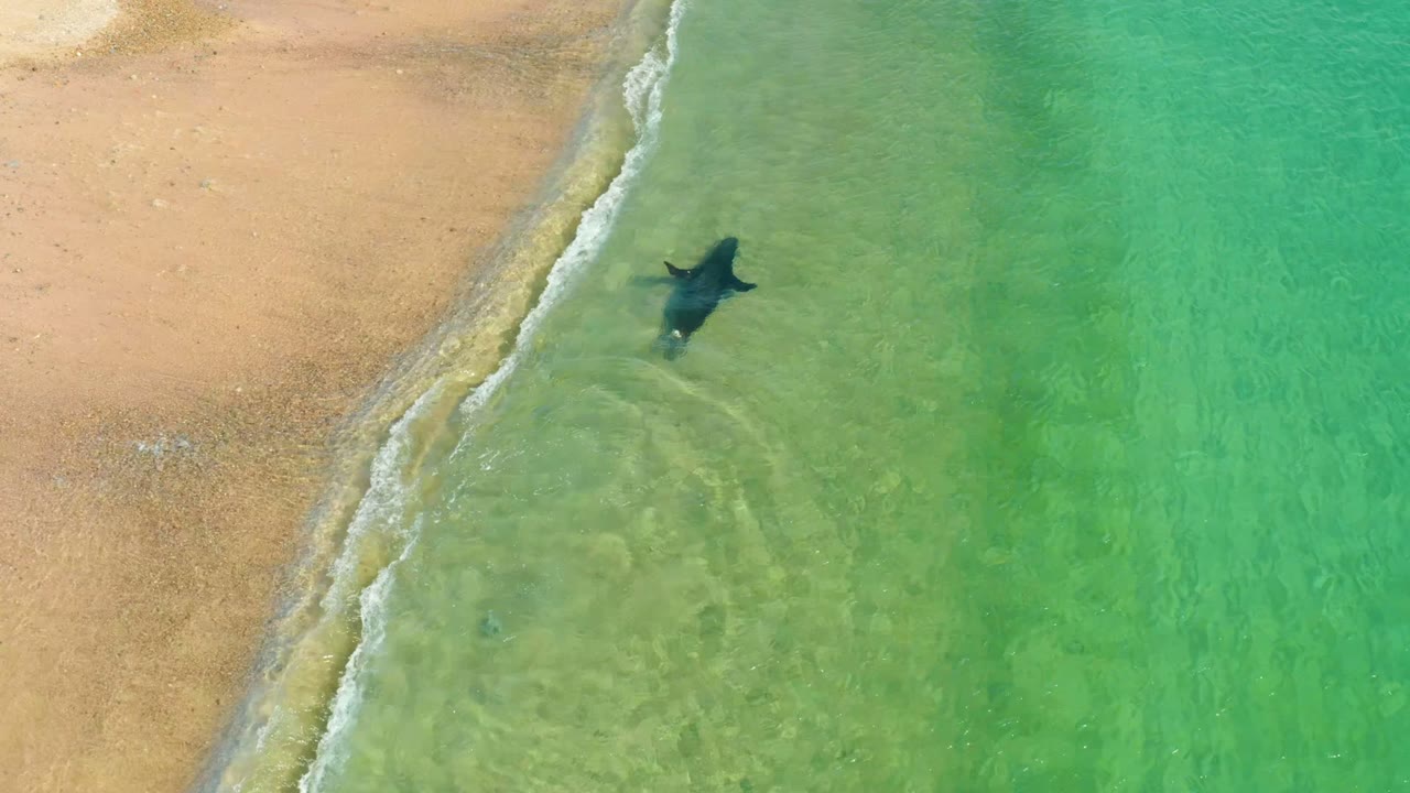 Marine animal near small surf line in shallow turquoise water.