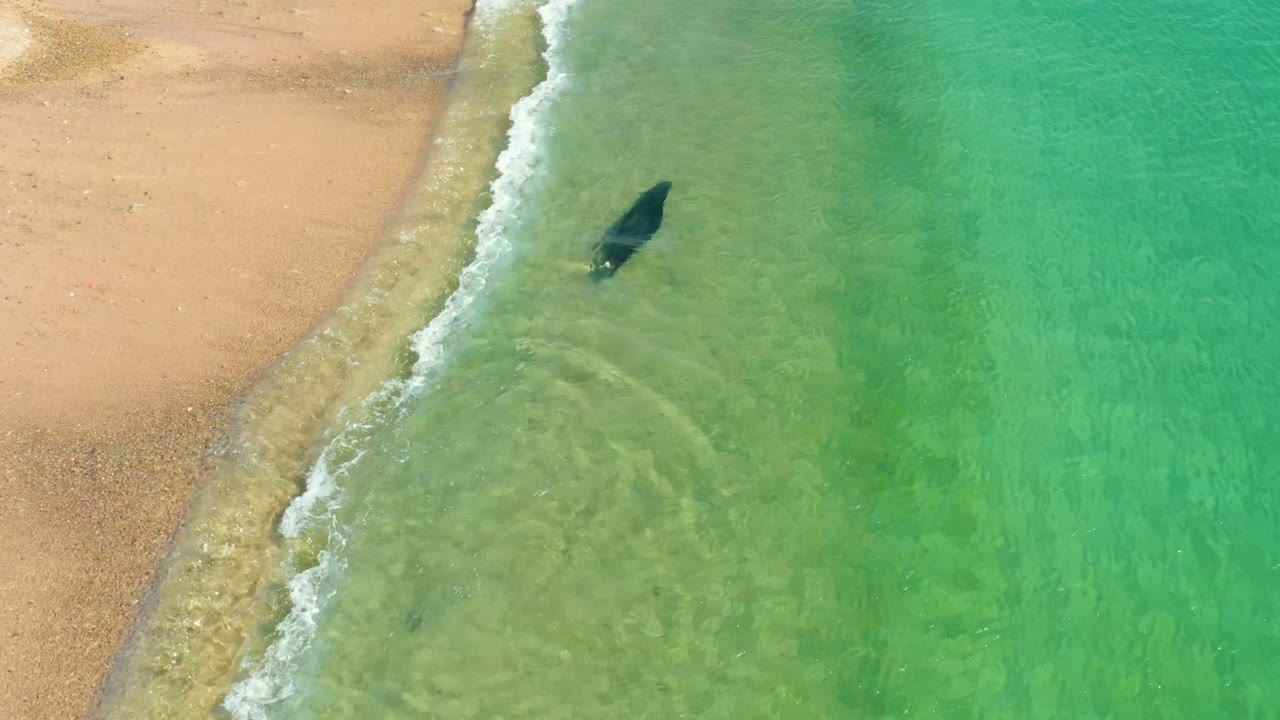 A dark marine animal is just offshore from the sandy beach at Los Frailes, Los Cabos, with a curved band of foam and clear water showing the shallow bottom, no visible people.