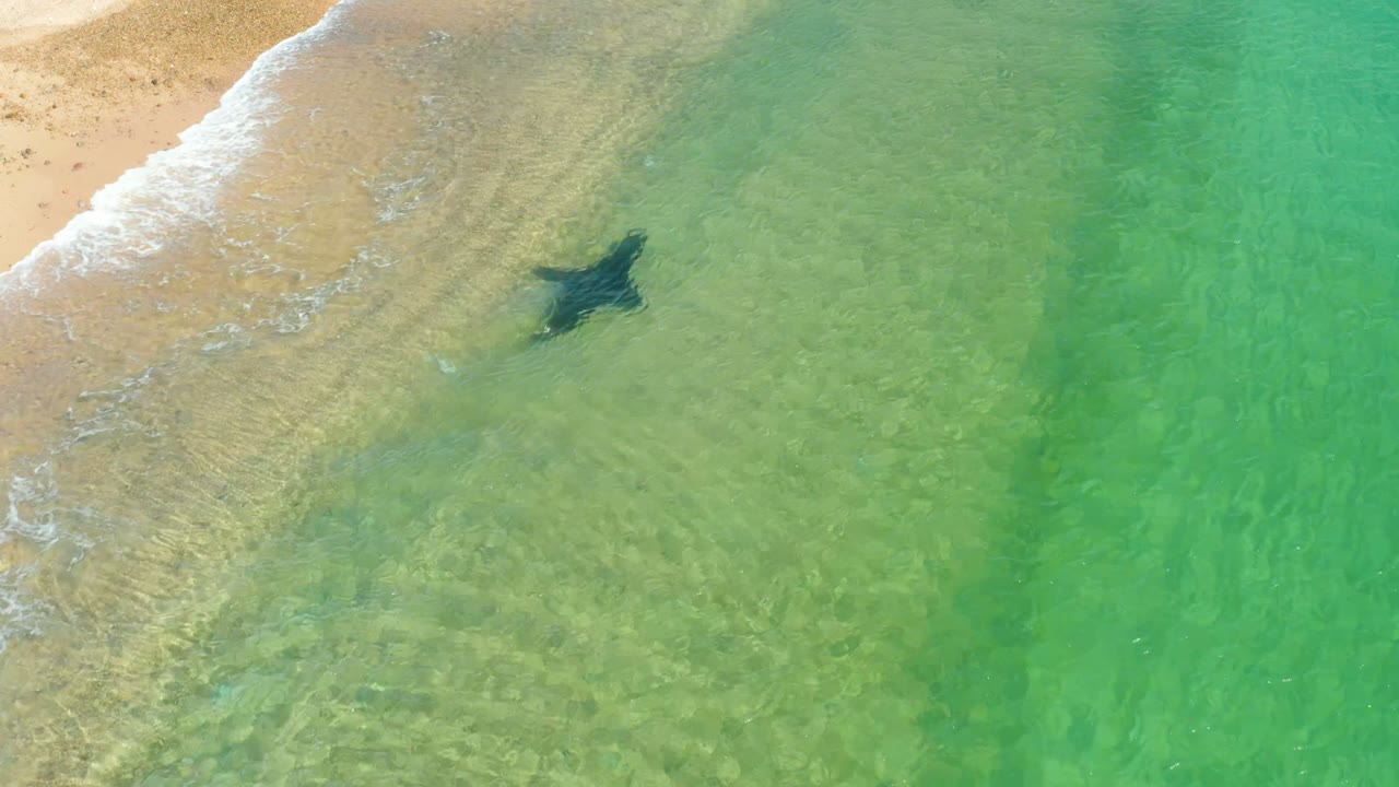 A sea turtle swims in clear shallow water beside the sandy shore at Los Frailes Los Cabos, Mexico, with no visible people.
