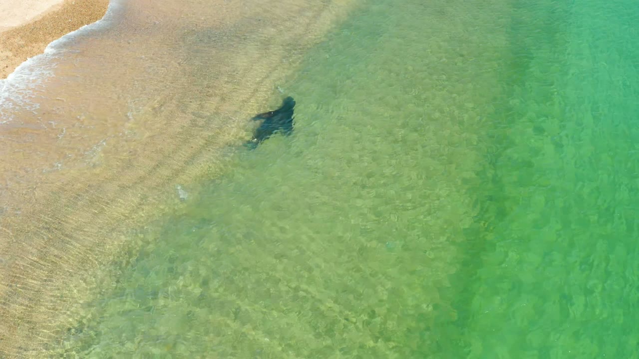 Sea turtle moving through clear water beside wet sand.