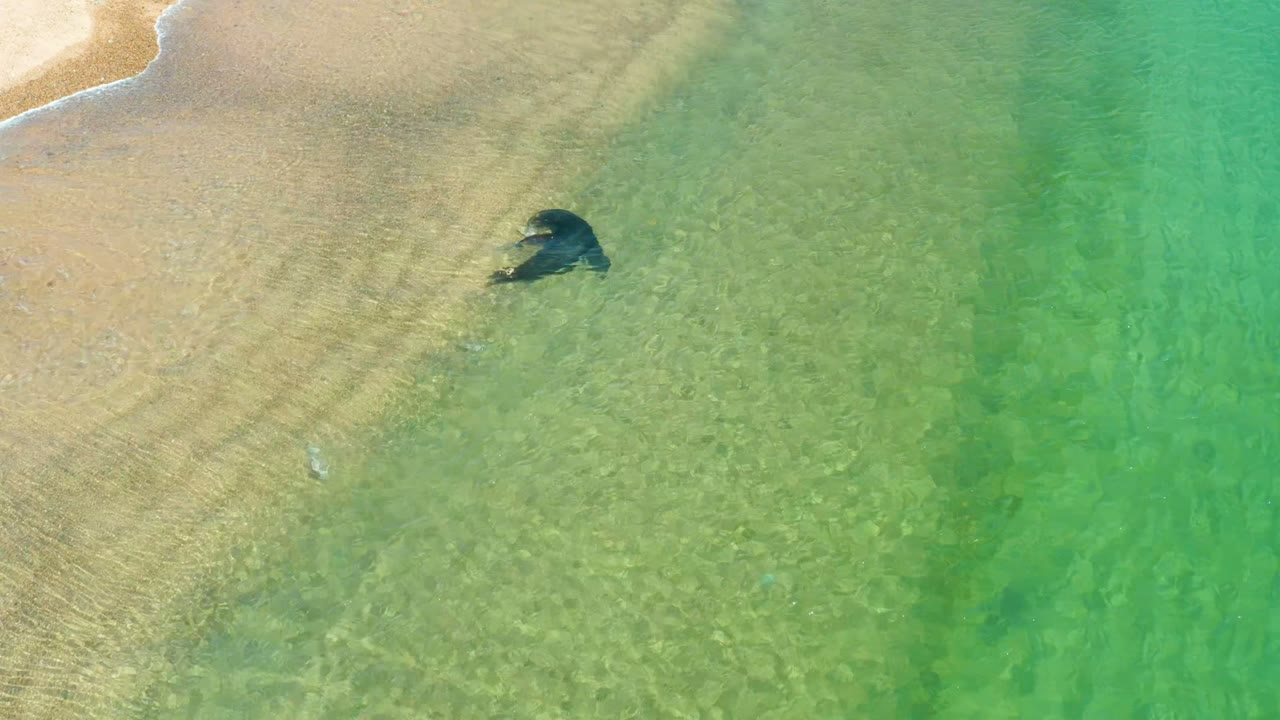 A dark sea turtle remains near the sand-water line at Los Frailes Los Cabos, with pale beach at upper left and no visible people.